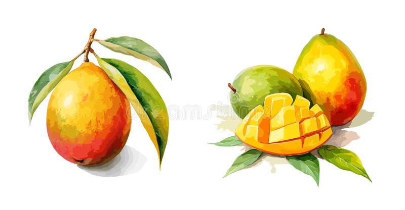 Mango, watercolor painting style illustration.