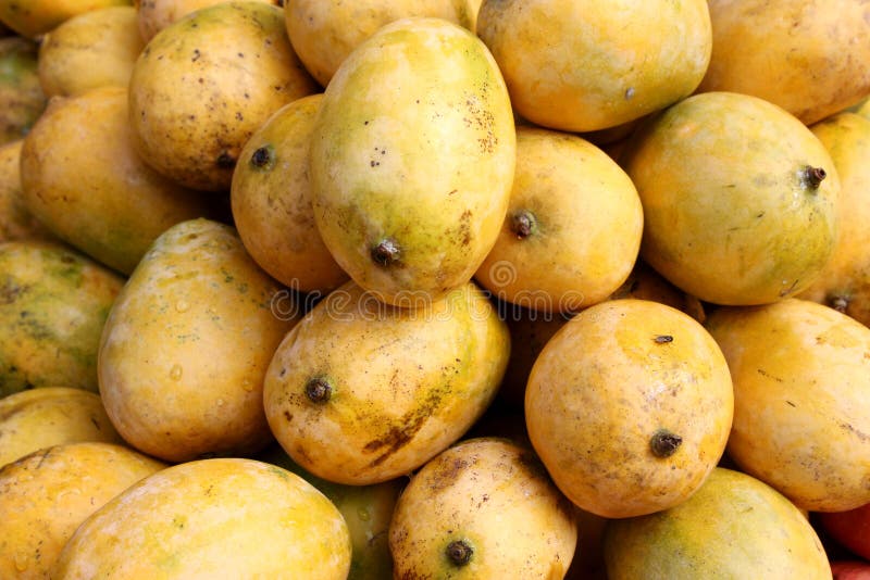 Mangoes stock photo. Image of fruits, food, sweet, origin 20986378