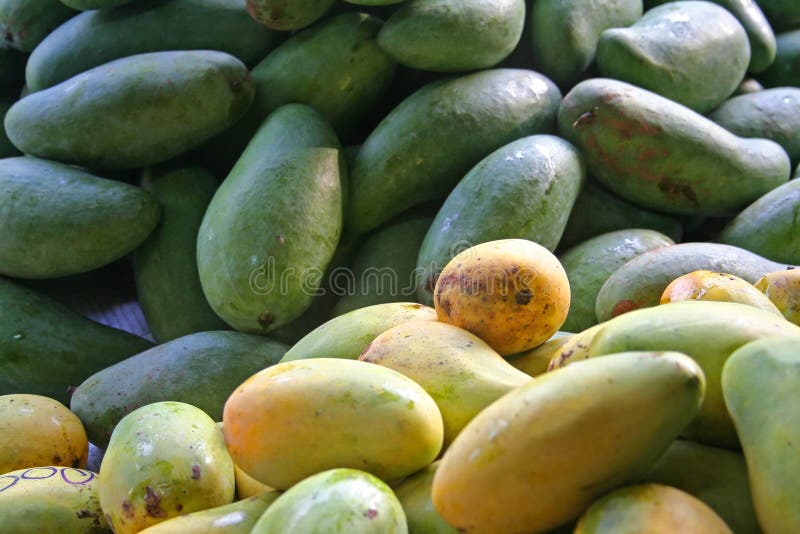 Piles of Mangoes in the Garden Stock Photo Image of nature, green