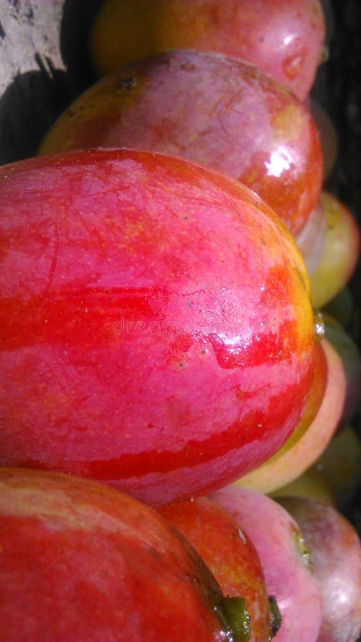 Mangoes stock image. Image of awesome, mangoes, taste 100891395