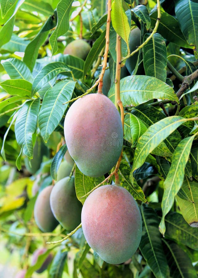 Mangofruit op een mangoboom
