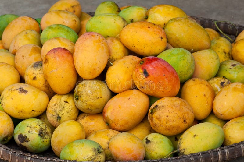 Mangos in basket stock photo. Image of color, dieting - 19288226