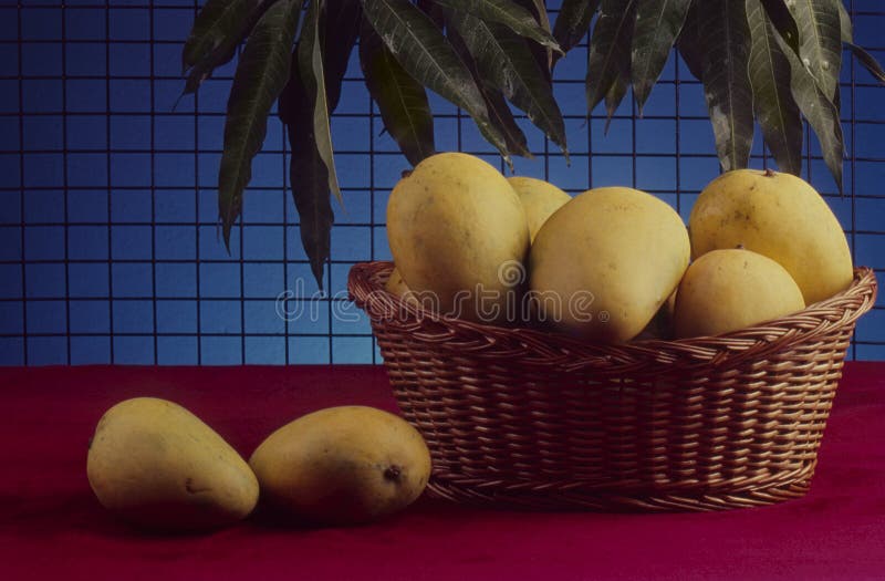 Mangos de Banganapalle de la India imagen de archivo libre de regalías Mangos de Banganapalle de la India imagen de archivo libre de regalías