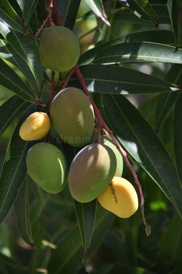 Mangos Growing Ripe on a Mango Tree Stock Photo Image of agriculture