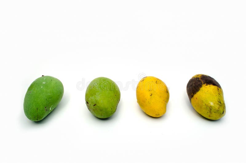 Mangos isolated on White. stock image. Image of ripe 121783095