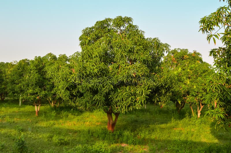 Mangos trees and grass stock image. Image of mango, food 161078461