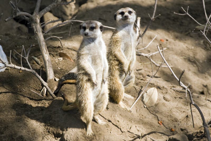 Mangosta fotografía editorial. Imagen de kalahari, familia 5559427
