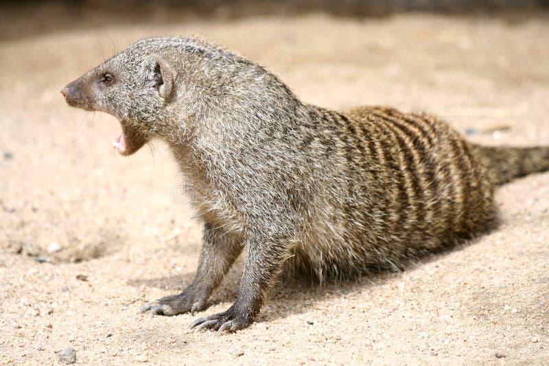 Mangosta amarilla imagen de archivo. Imagen de kalahari 2776243