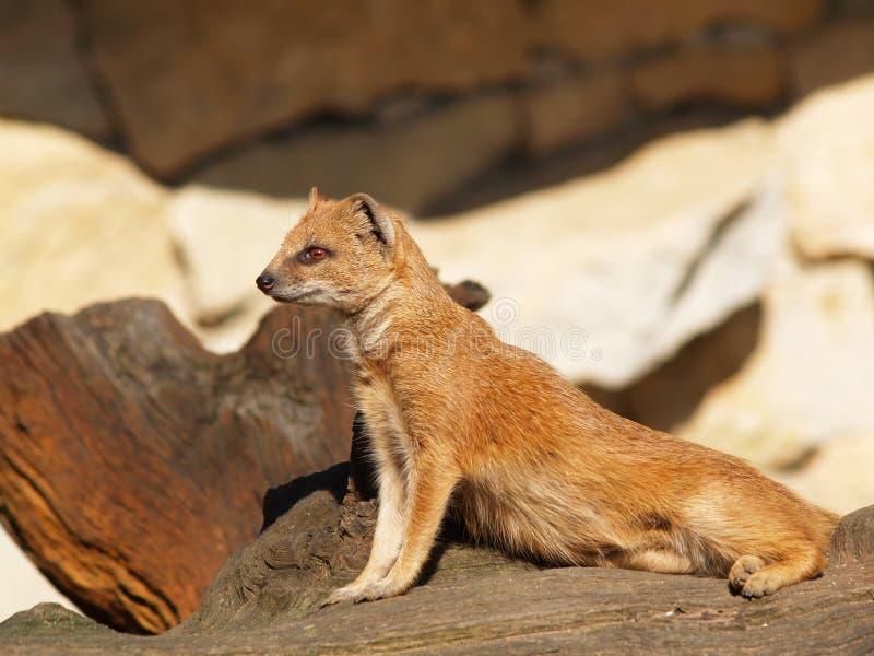 Mangosta Amarilla En La Puesta Del Sol, Desierto De Kalahari, Namibia