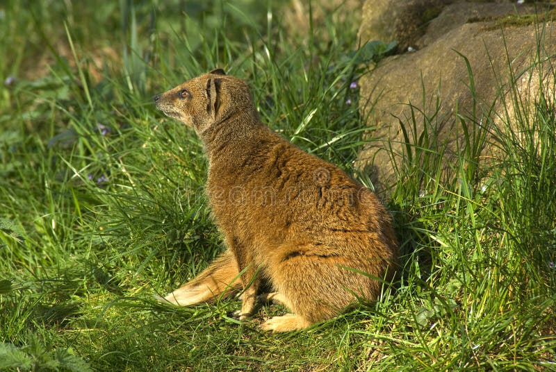 Mangosta amarilla imagen de archivo. Imagen de diurno 19289025