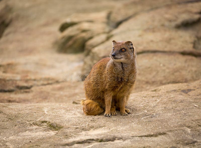 Mangosta Amarilla Que Se Levanta En El Primer Del Guardia Imagen de