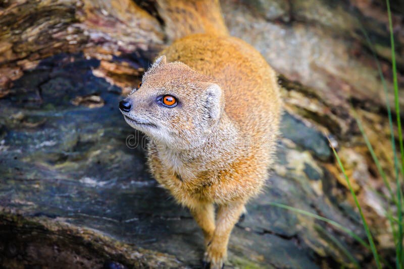 Mangosta Amarilla Hermosa Y Linda Imagen de archivo Imagen de animal