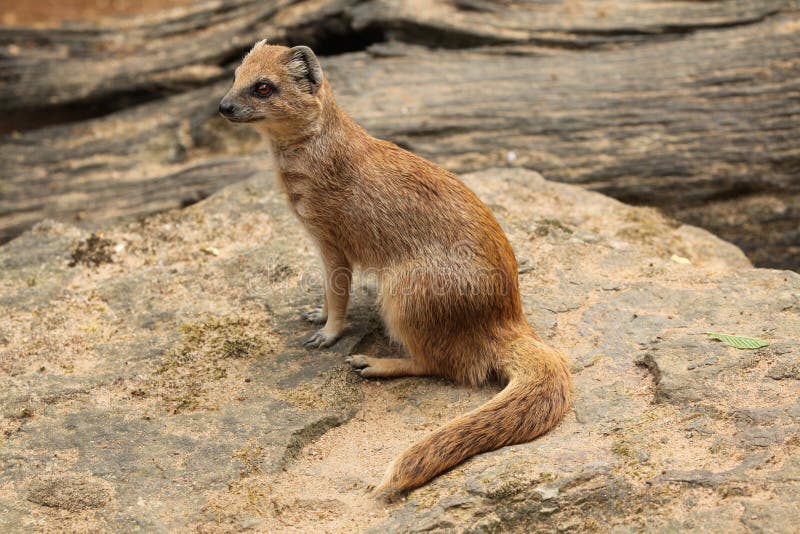 La mangosta amarilla imagen de archivo. Imagen de amarillo 107221735
