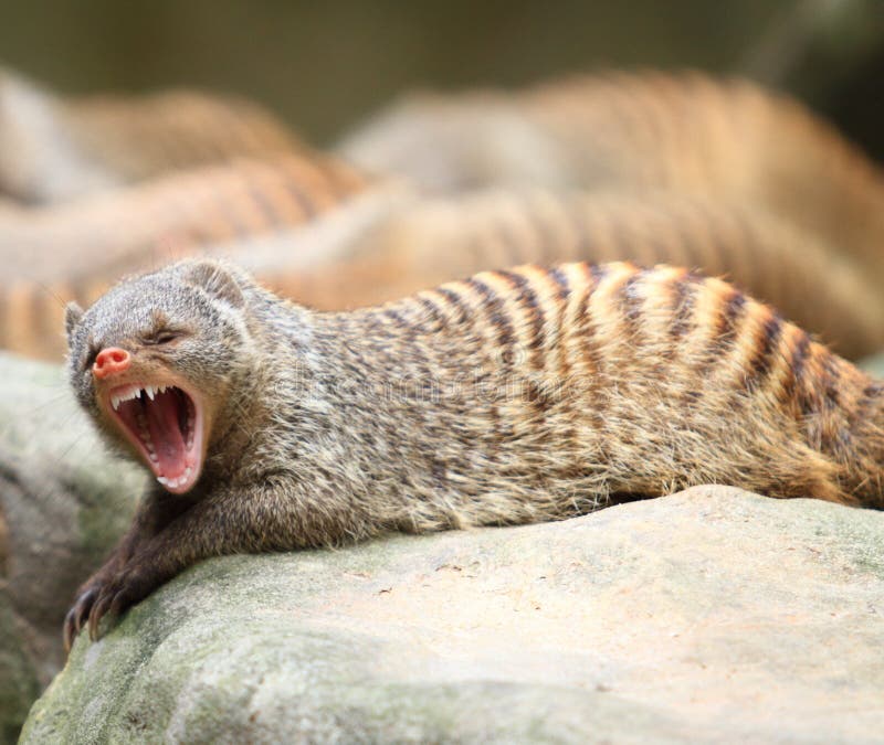 Mangosta Congregada Fotos de archivo Imagen 18518233