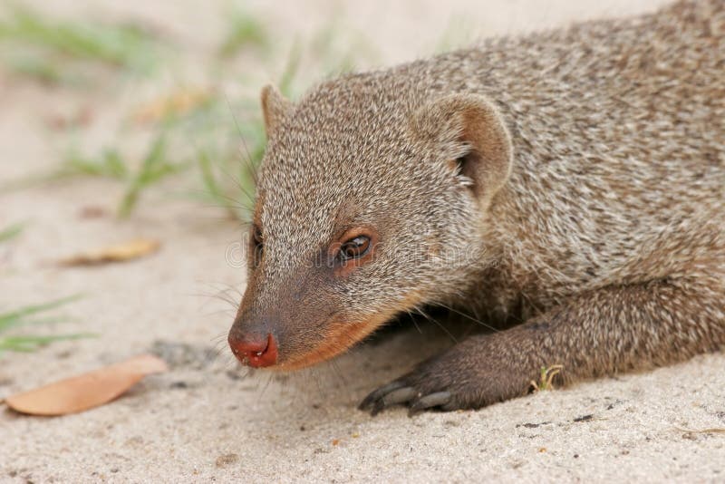 Mangosta congregada imagen de archivo. Imagen de forma 18518233