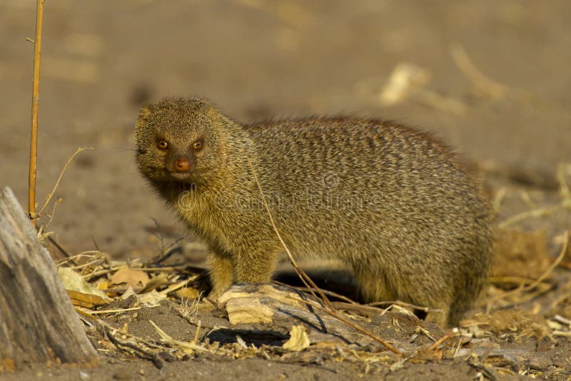 Mangosta congregada imagen de archivo. Imagen de congregada 45472011