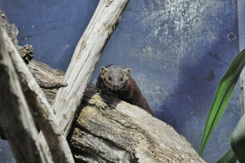 Mangosta de la cara imagen de archivo. Imagen de roedor 52833045
