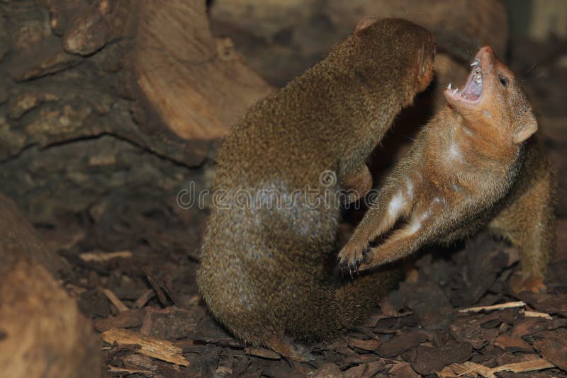 Mangosta enana imagen de archivo. Imagen de animal, adulto 100497107