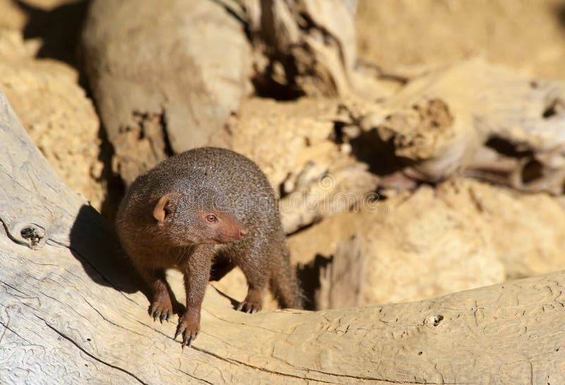 Mangosta enana foto de archivo. Imagen de comadreja, afilado 18724544