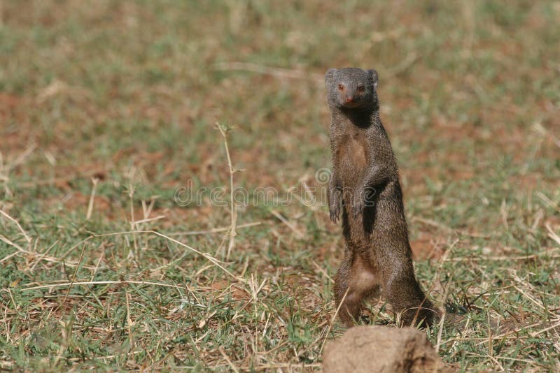 Mangosta enana foto de archivo. Imagen de postura, vertical 1962786