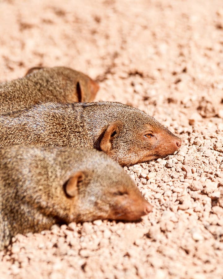 Mangosta enana foto de archivo. Imagen de comadreja, afilado 18724544