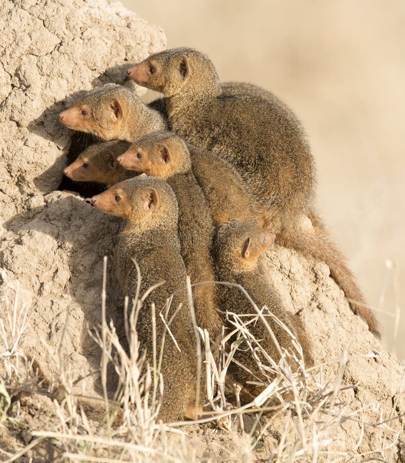 Una mangosta enana imagen de archivo. Imagen de áfrica 17443999