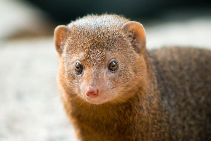 Una mangosta enana imagen de archivo. Imagen de animales 17443999