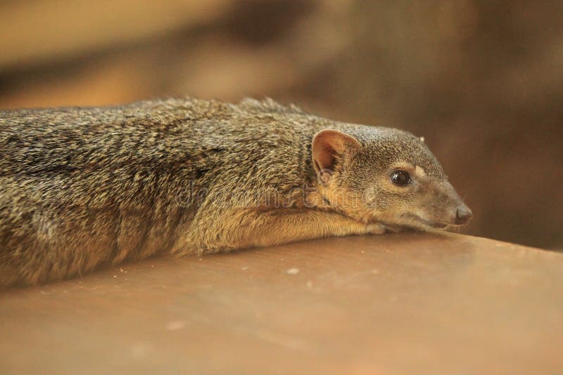 Mangosta Estrechorayada imagen de archivo. Imagen de madagascar 55965991