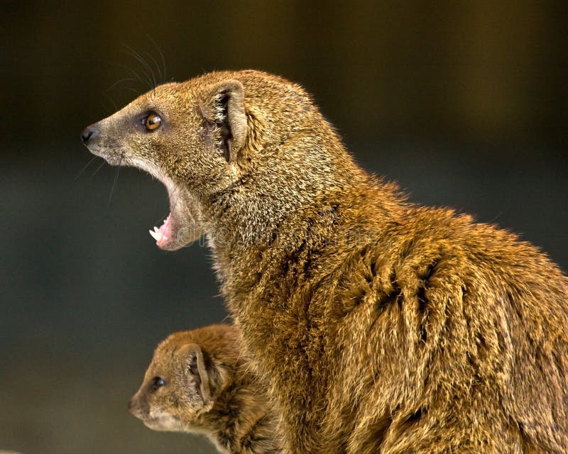 Mangosta y bebé imagen de archivo. Imagen de animal, boca 39103561