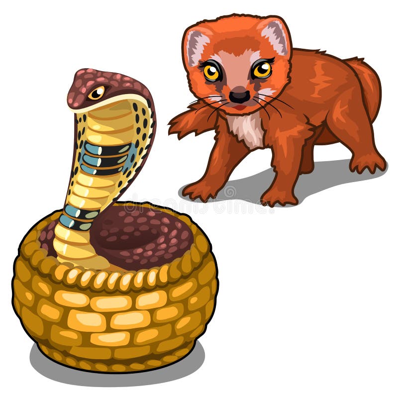 Mangosta y cobra ilustración del vector. Ilustración de lucha 50243454