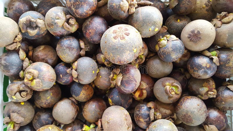 Mangostana del Garcinia, una de las frutas con la eficacia que debe curar diversas enfermedades foto de archivo libre de regalías Mangostana del Garcinia, una de las frutas con la eficacia que debe curar diversas enfermedades foto de archivo libre de regalías