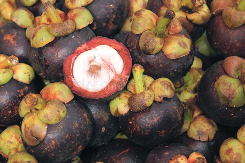 Mangosteen stock photo. Image of tropical, tasty, harvest 24517398