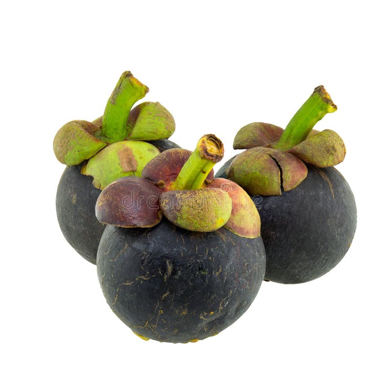 Mangosteen fruit isolated stock photo. Image of green 82628950