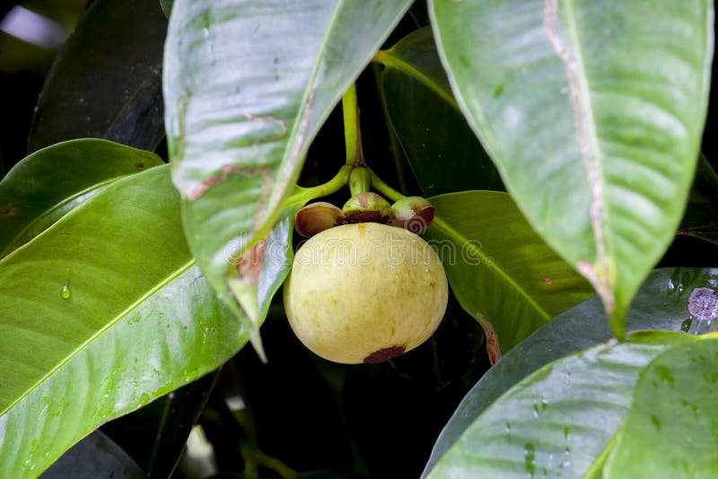 Mangosteen fruit on tree stock image. Image of nutritious 54941899