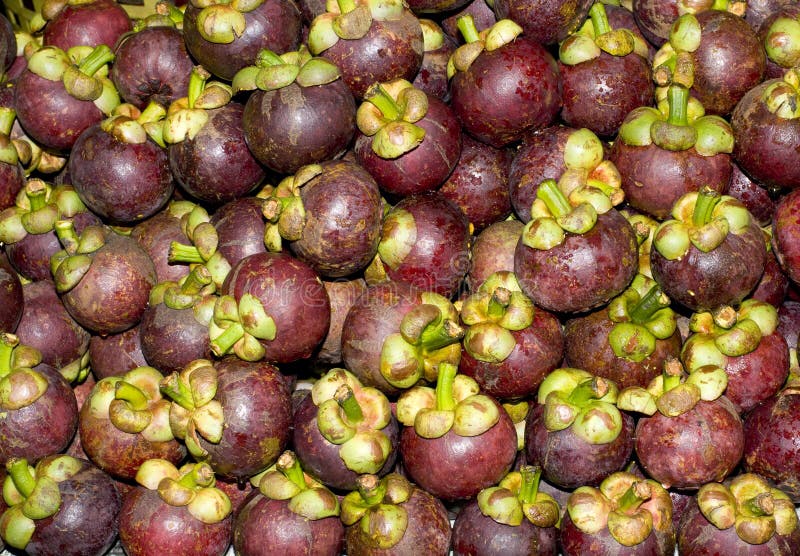 Mangosteen tropical fruit stock image. Image of delicious 30496385