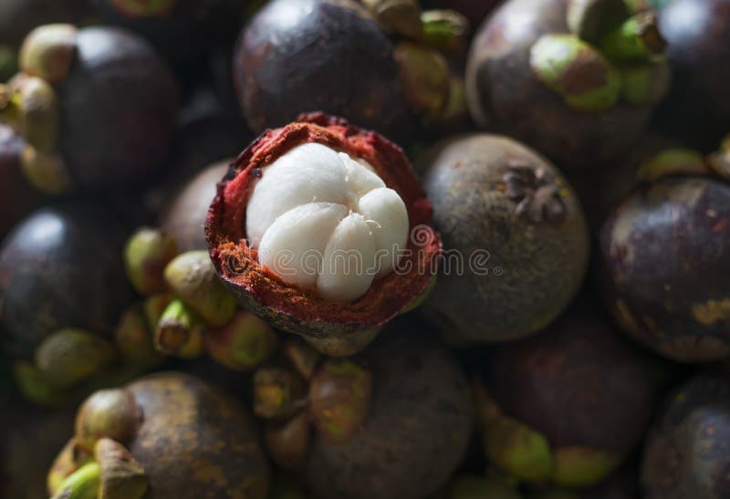 Mangosteen is Queen of Tropical Fruit in Thailand Stock Image Image