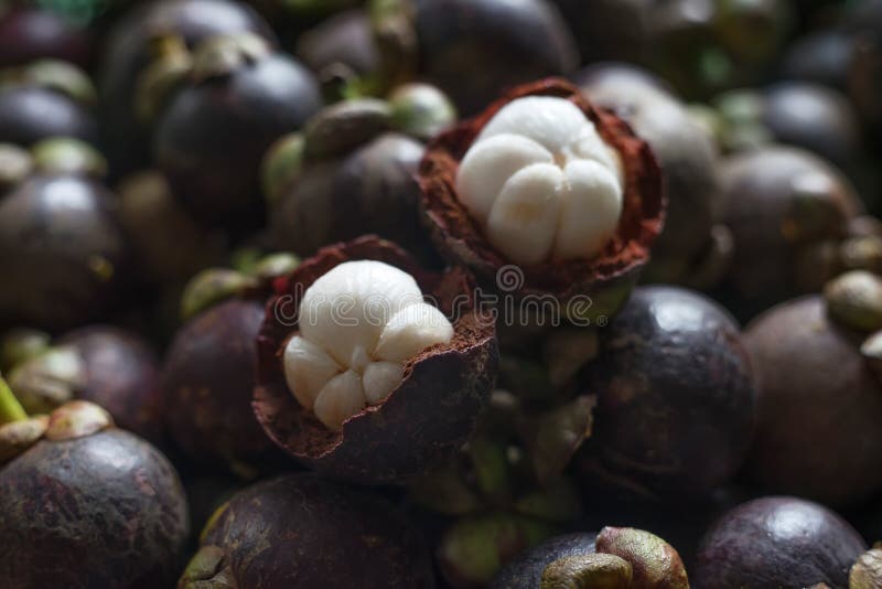 Mangosteen is Queen of Tropical Fruit in Thailand Stock Photo Image