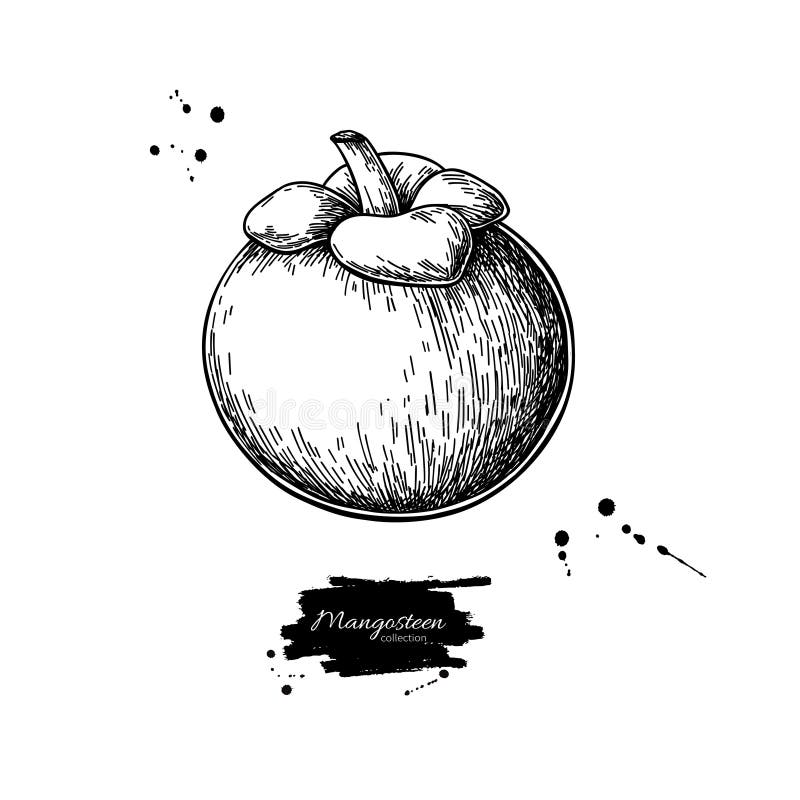 Mangosteen Illustration stock vector. Illustration of fruiting - 30225090
