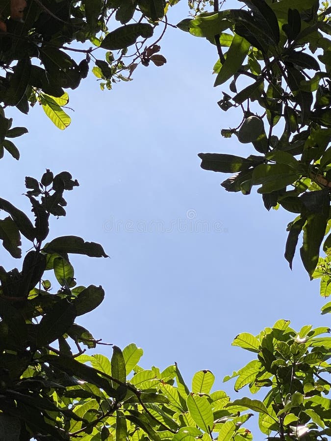 Mangoträdscanopy mot den blå himlen. arkivfoto