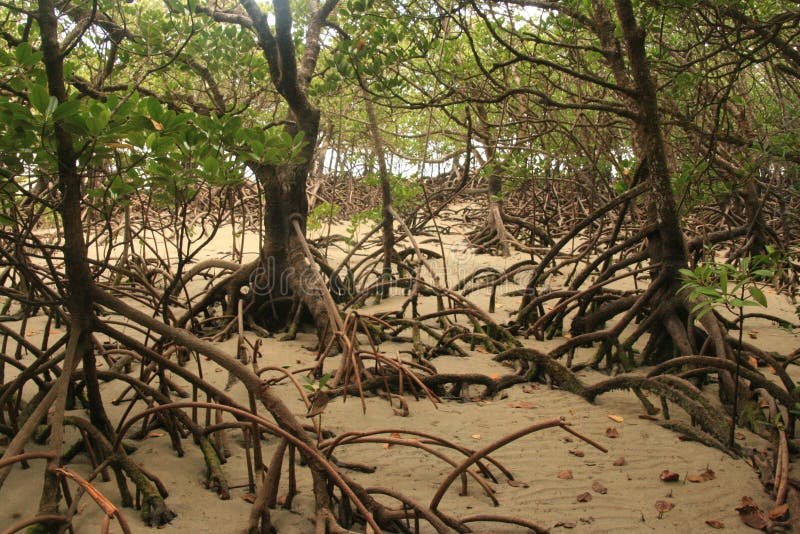 Mangrove