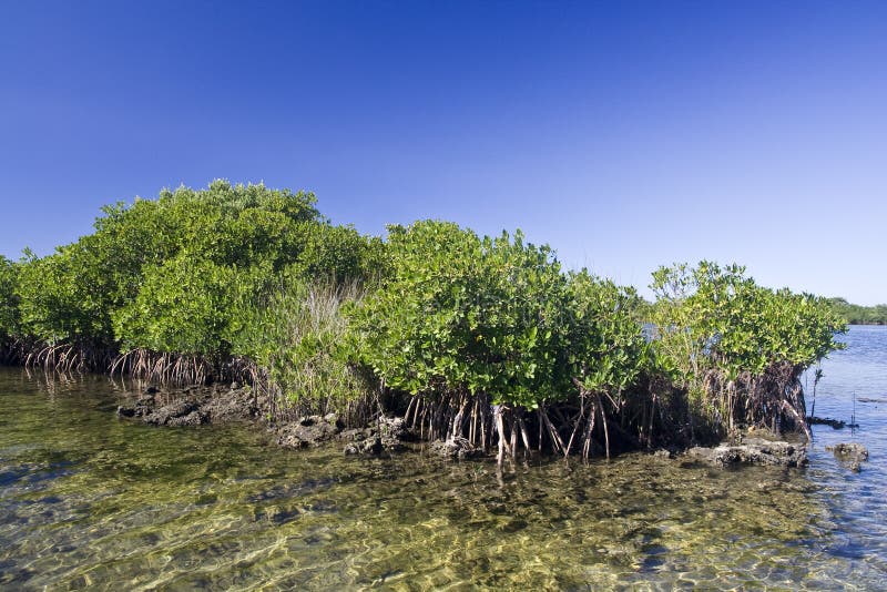 Mangrove