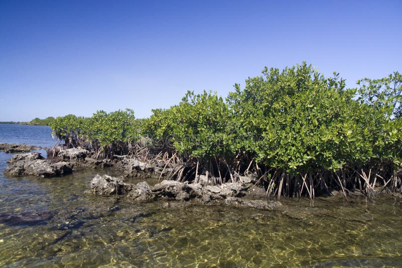 Mangrove