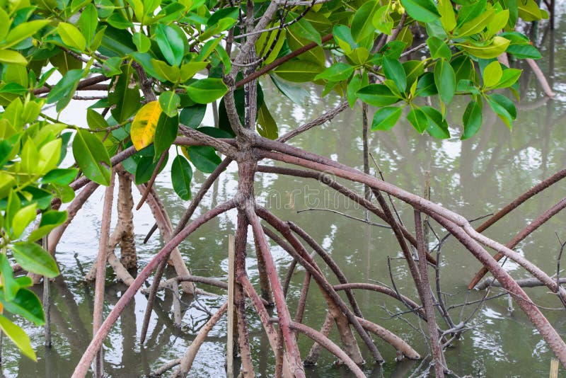 mangrove royalty-vrije stock foto mangrove royalty-vrije stock foto