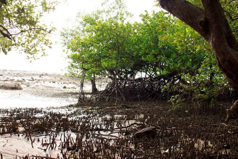 Mangrove on the Beach, Phuket, Thailand Stock Photo - Image of types ...