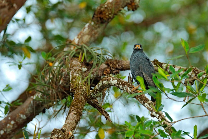 Mangrove Black Hawk, Buteogallus subtilis, large bird found in Central and South America. Wildlife scene from tropical nature. Haw royalty free stock image