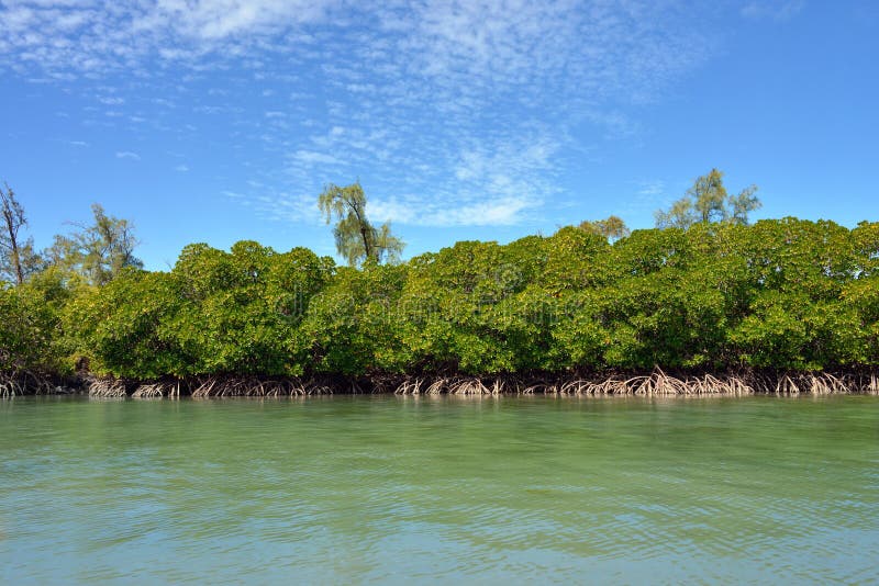 Mangrove stock photo. Image of plant, mountain, ocean 30958410