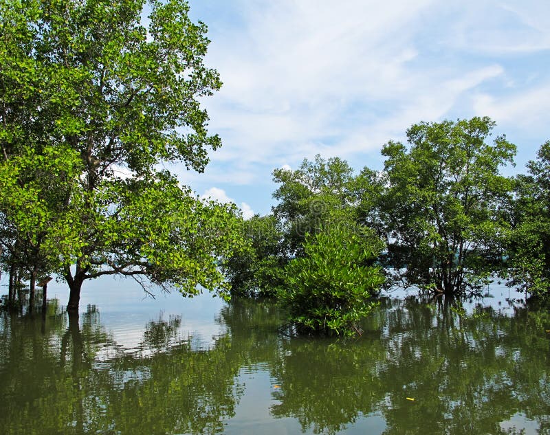 Mangrove forest