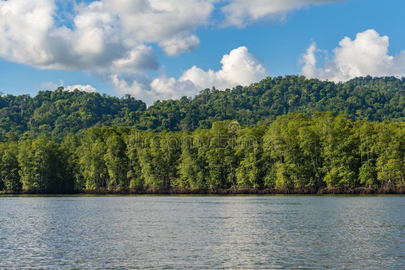 Mangrove Forest Landscape, Costa Rica stockfoto Mangrove Forest Landscape, Costa Rica stockfoto