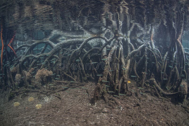 Mangrove Forest Prop Roots