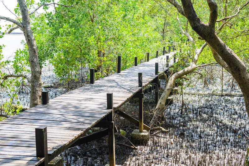 Walk Way In Mangrove Forest Other Name Is Inter Tidal Forest Stock